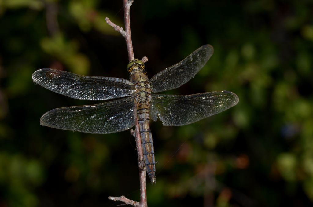 Orthetrum cancellatum ?  S !